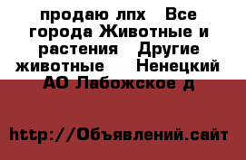 продаю лпх - Все города Животные и растения » Другие животные   . Ненецкий АО,Лабожское д.